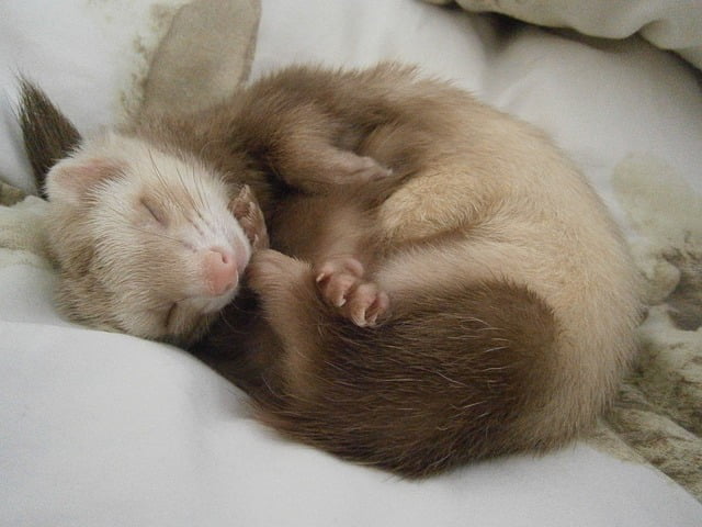 can ferrets eat blueberries