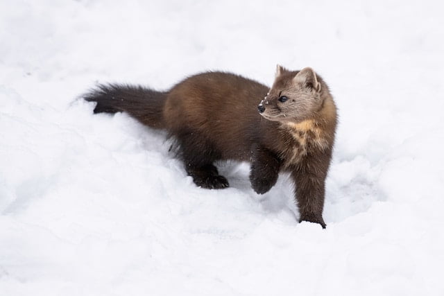 Can Ferrets Eat Tuna
