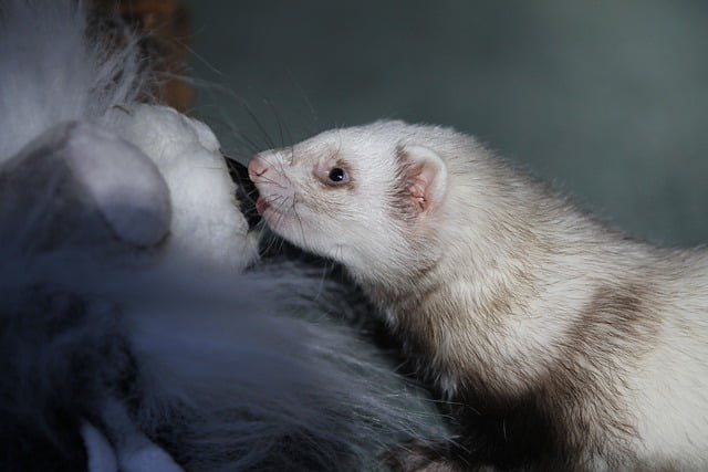Can Ferrets Eat Carrots
