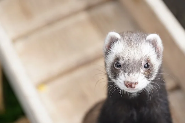 Can Ferrets Eat Egg Shells
