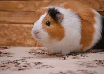 Can Guinea Pigs Safely Eat Broccoli Stems