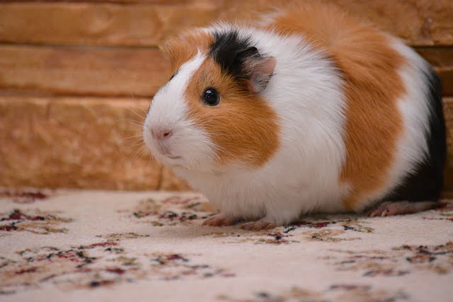 Can Guinea Pigs Safely Eat Broccoli Stems