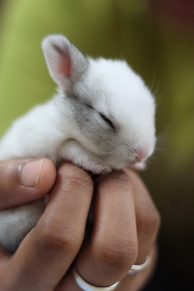 Can Baby Rabbits Drink Almond Milk