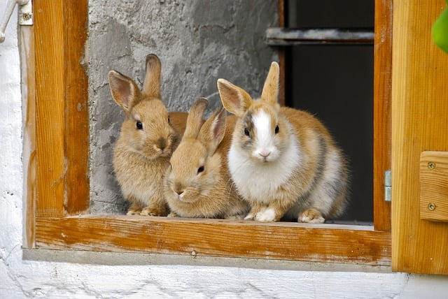Can Rabbits Eat Savoy Cabbage