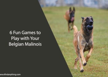 6 Fun Games to Play with Your Belgian Malinois