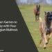 6 Fun Games to Play with Your Belgian Malinois