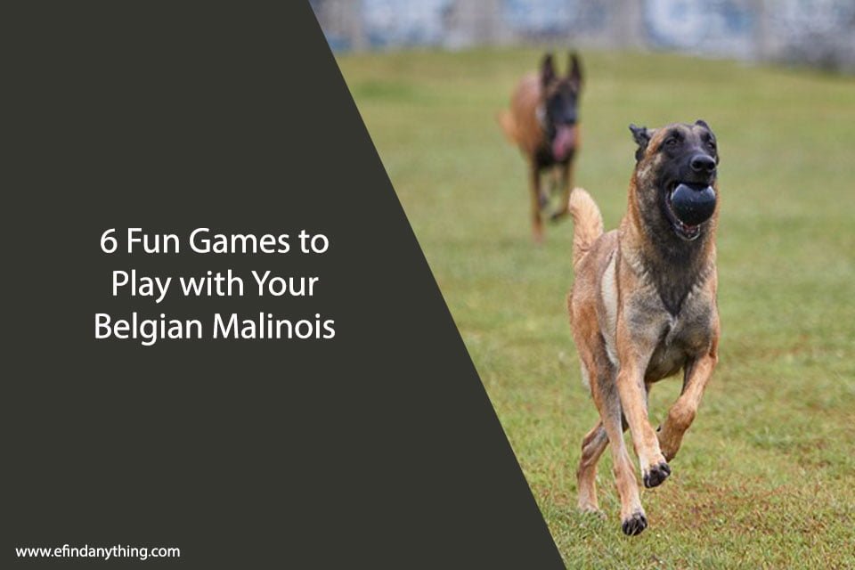 6 Fun Games to Play with Your Belgian Malinois