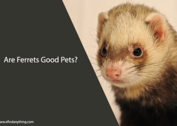 Are Ferrets Good Pets