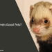 Are Ferrets Good Pets