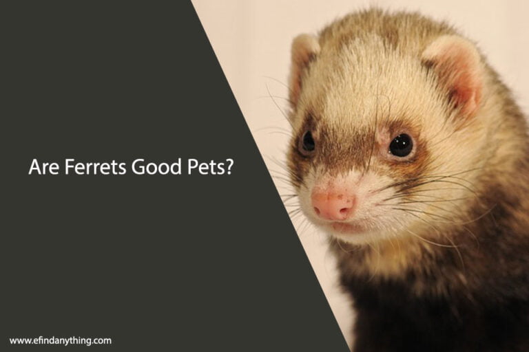 Are Ferrets Good Pets
