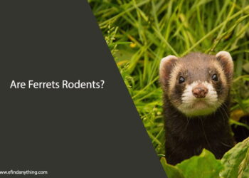 Are Ferrets Rodents