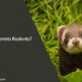 Are Ferrets Rodents