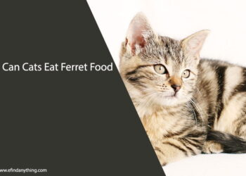 Can Cats Eat Ferret Food