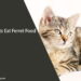 Can Cats Eat Ferret Food