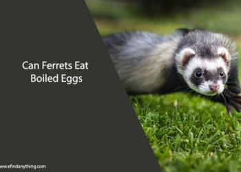 Can Ferrets Eat Boiled Eggs