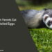 Can Ferrets Eat Boiled Eggs