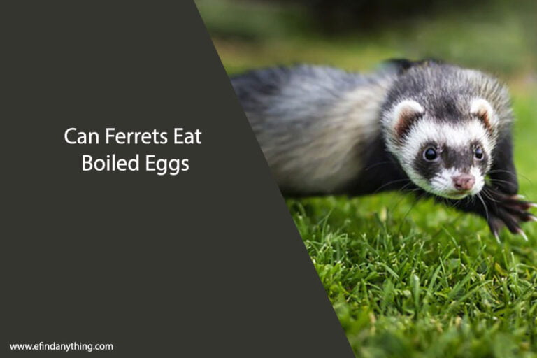 Can Ferrets Eat Boiled Eggs