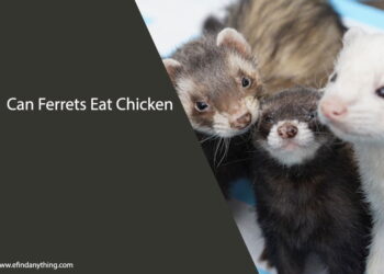 Can Ferrets Eat Chicken