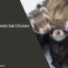 Can Ferrets Eat Chicken