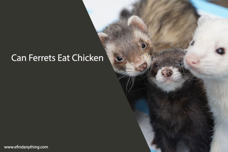 Can Ferrets Eat Chicken