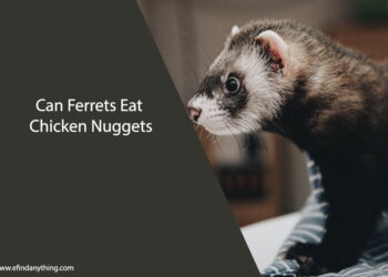 Can Ferrets Eat Chicken Nuggets