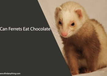 Can Ferrets Eat Chocolate