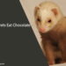 Can Ferrets Eat Chocolate