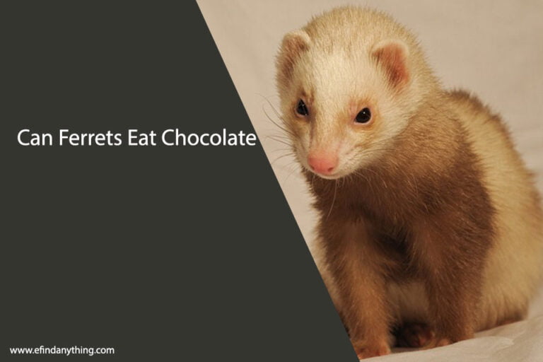 Can Ferrets Eat Chocolate