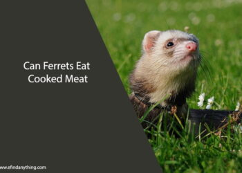 Can Ferrets Eat Cooked Meat
