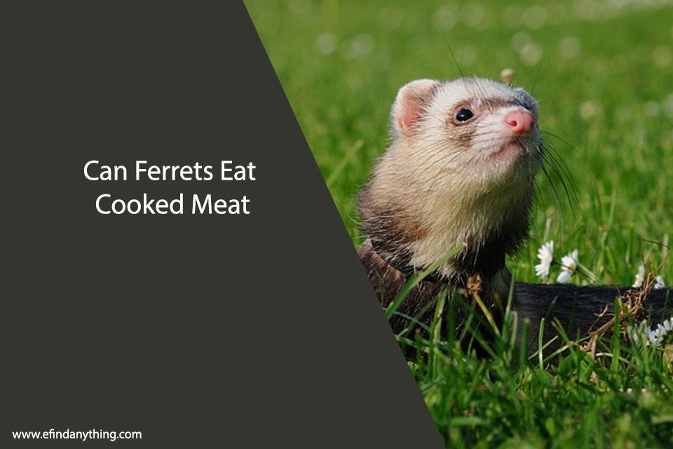 Can Ferrets Eat Cooked Meat