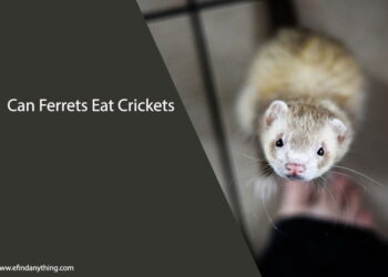 Can Ferrets Eat Crickets