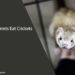 Can Ferrets Eat Crickets