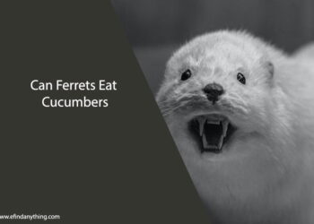 Can Ferrets Eat Cucumbers
