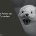 Can Ferrets Eat Cucumbers