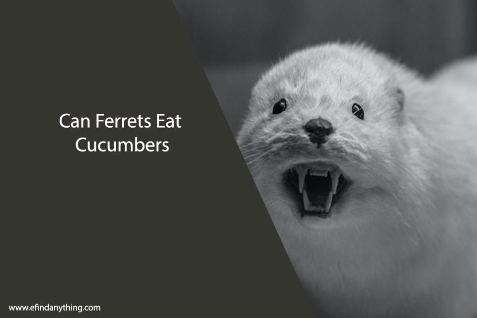 Can Ferrets Eat Cucumbers