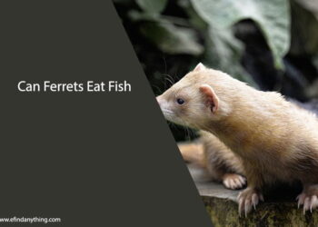 Can Ferrets Eat Fish