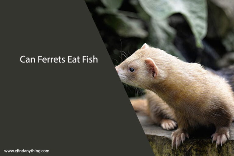 Can Ferrets Eat Fish