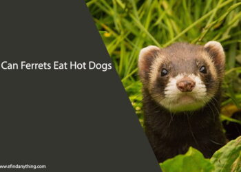 Can Ferrets Eat Hot Dogs