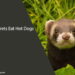 Can Ferrets Eat Hot Dogs