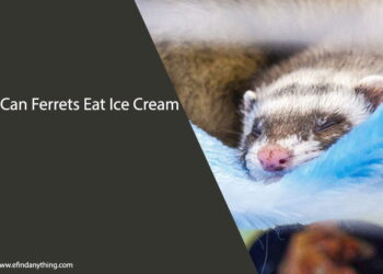 Can Ferrets Eat Ice Cream