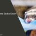 Can Ferrets Eat Ice Cream