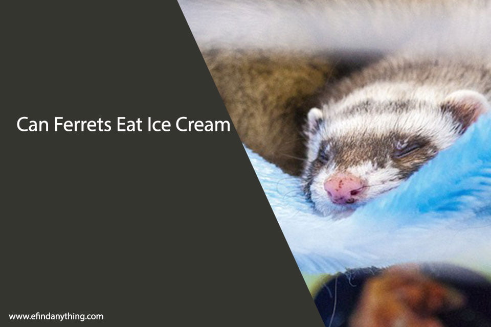 Can Ferrets Eat Ice Cream