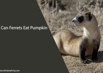 Can Ferrets Eat Pumpkin