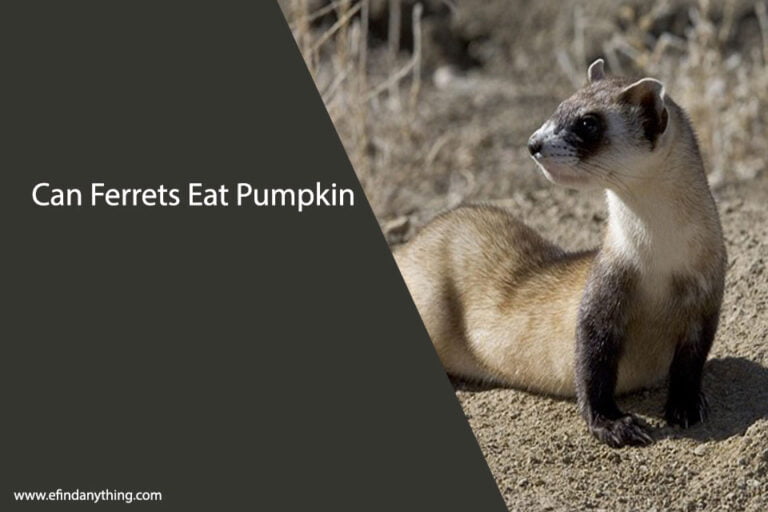 Can Ferrets Eat Pumpkin