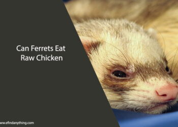 Can Ferrets Eat Raw Chicken