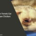 Can Ferrets Eat Raw Chicken