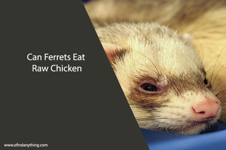 Can Ferrets Eat Raw Chicken