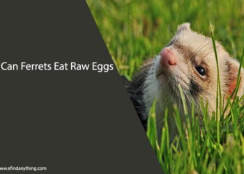 Can Ferrets Eat Raw Eggs