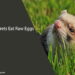 Can Ferrets Eat Raw Eggs