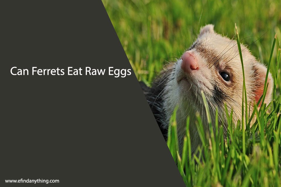 Can Ferrets Eat Raw Eggs